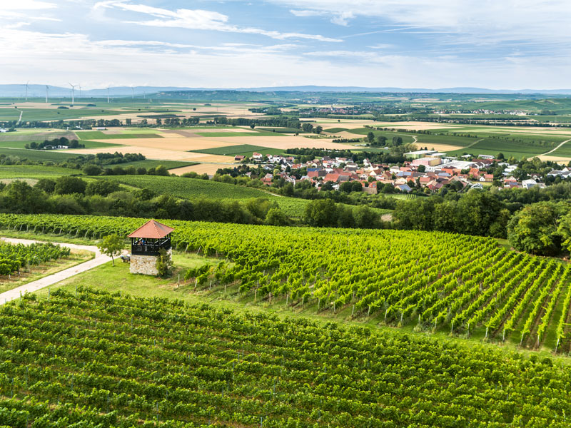 Deutscher Weinbau in Zahlen