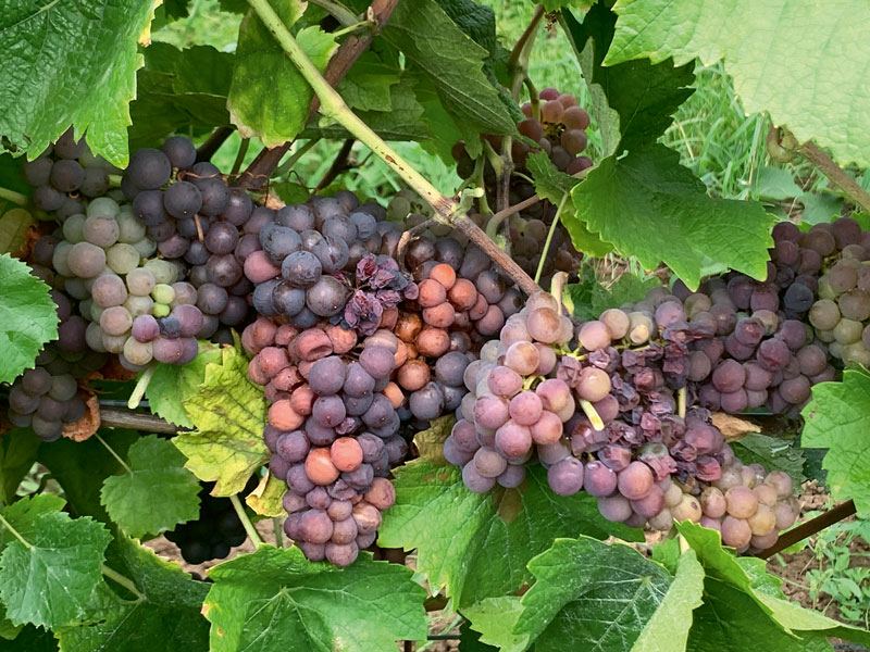 Probleme beim Weinausbau