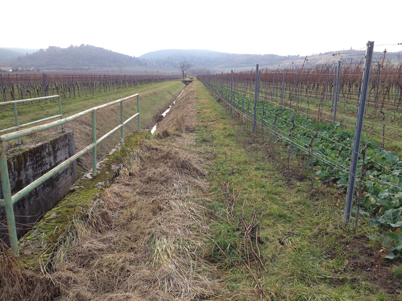Fungizide – Weinbau versus Gewässerschutz?