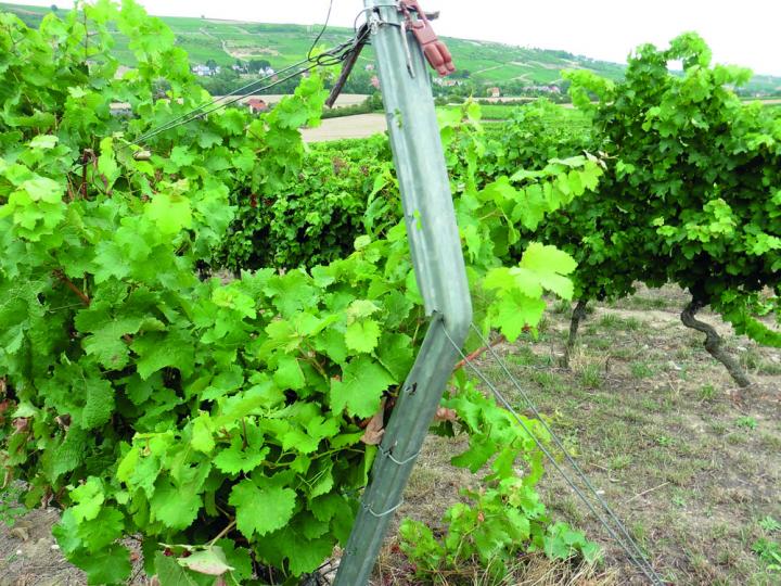 Bei den Endpfählen aufgrund der Zuglasten auf ausreichende Materialstärke achten, denn das Ausbessern defekter Endpfähle ist eine der zeitintensiven Arbeiten im Weinberg.