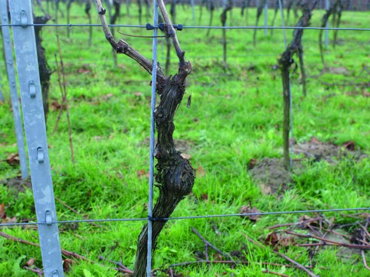 Pflanzgut: Bei Hochstammreben besteht die Gefahr des Stockaufbaus.