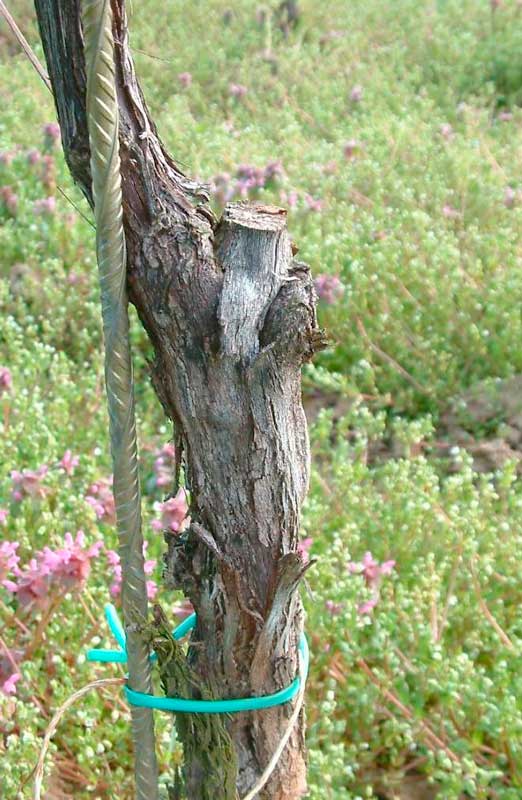 Rebschnitt: Chirurgische Eingriffe und Prophylaxe