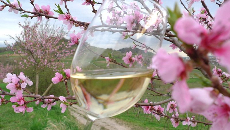 Bergsträßer Weinfrühling