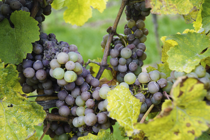 Botrytis Rückblick auf 2013
