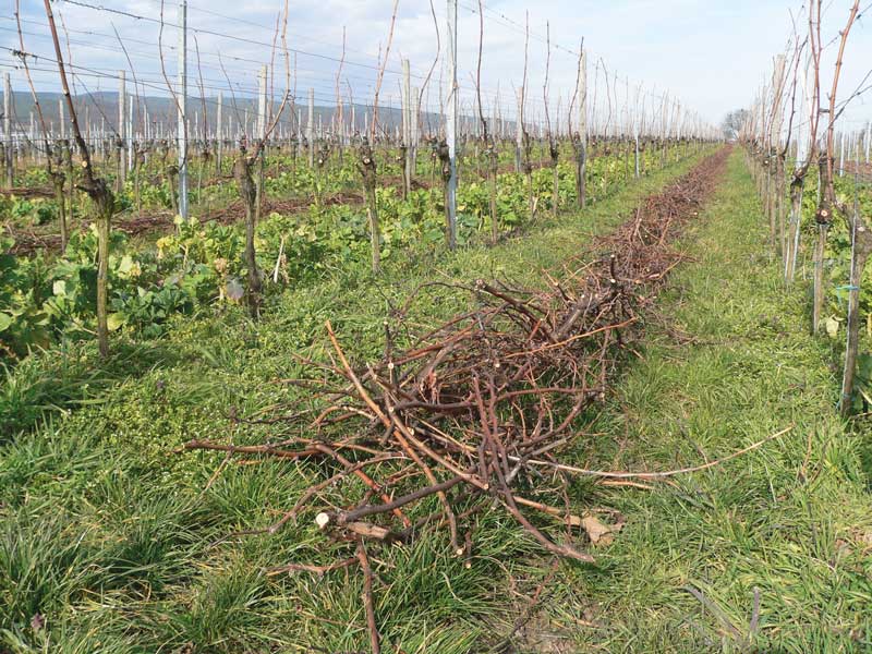 Alles über Humus: Schwarzes Gold für die Weinberge