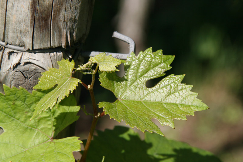 Franken: Selection bei LWG anmelden