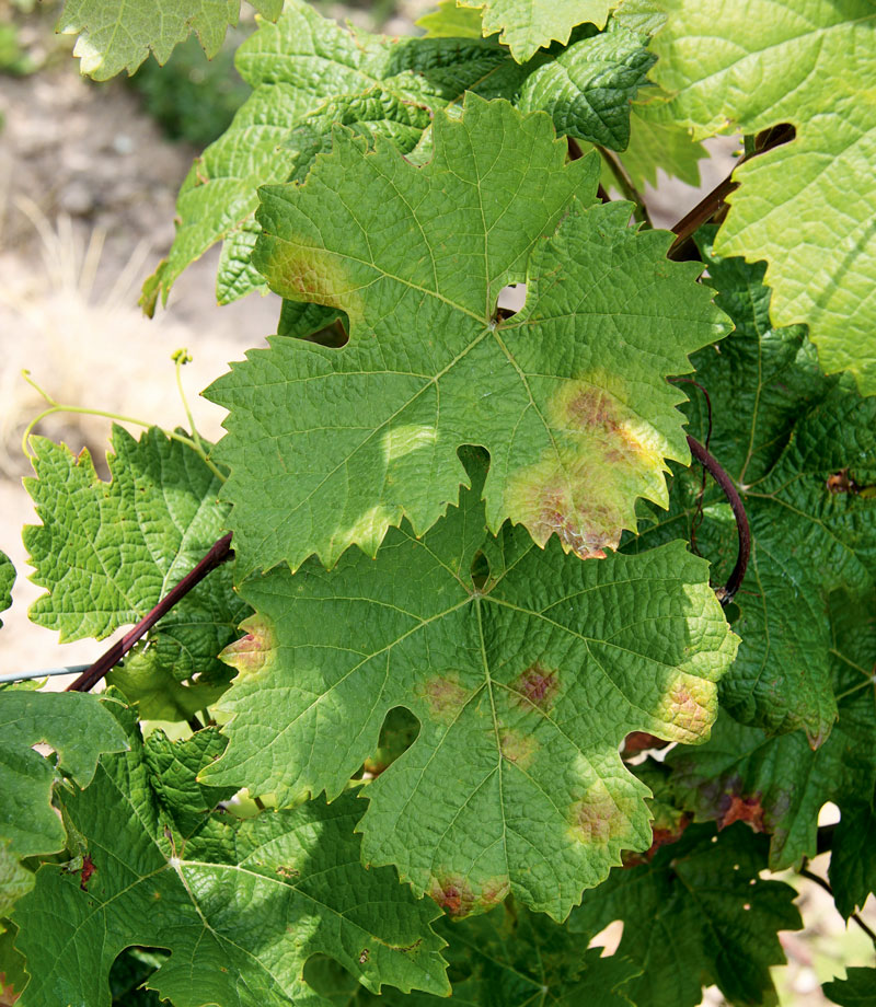 Massiver Peronosporabefall in vielen Gebieten - Großversuch für Öko-Winzer eröffnet