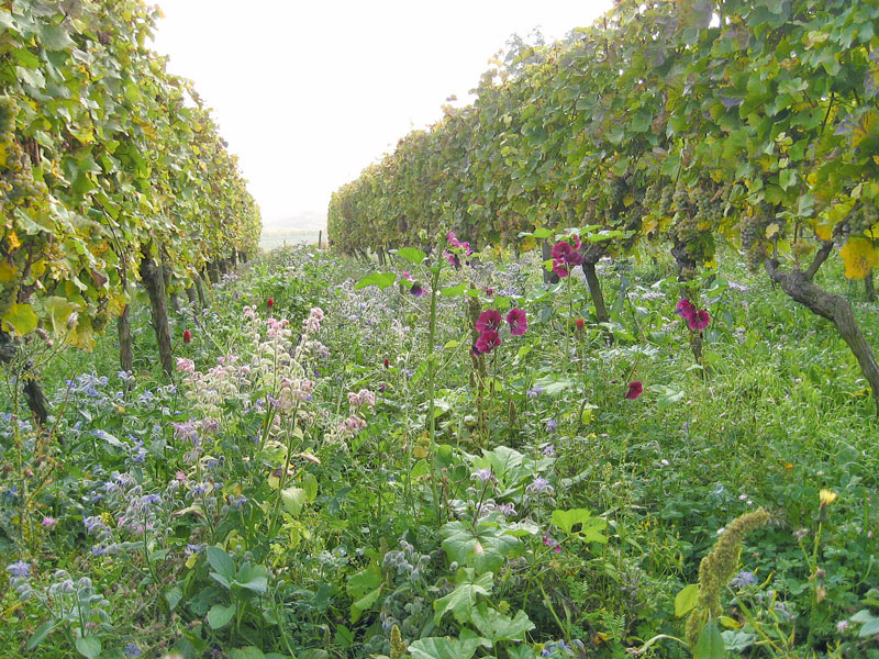 Ökologischer Weinbau 2014: Pflanzenschutz und Pflanzenpflege