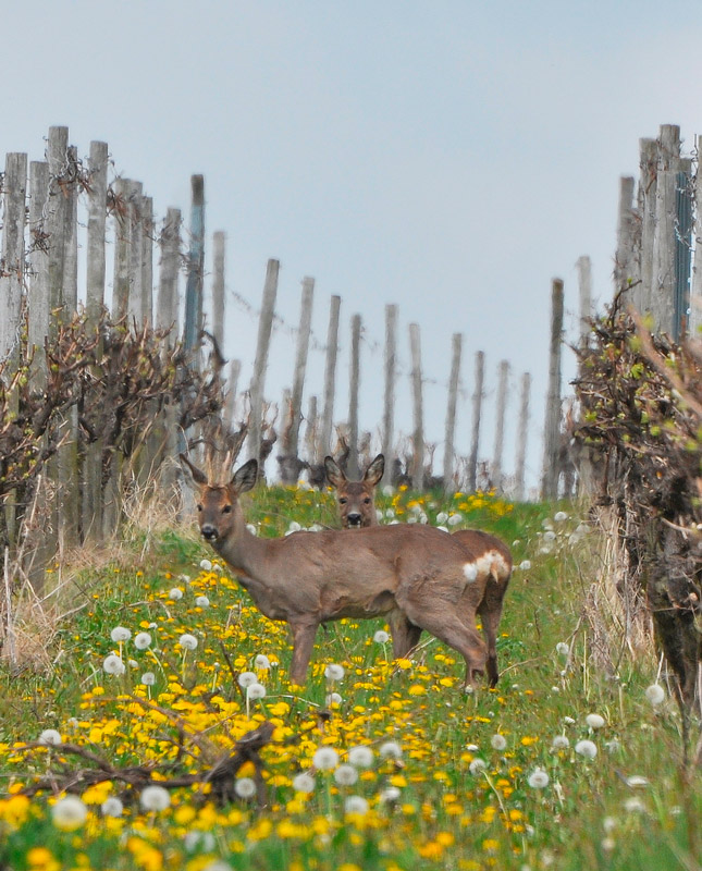 Wildschäden im Weinberg