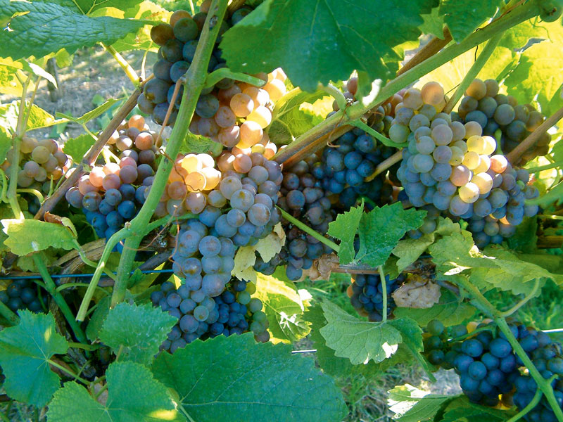 Stockaufbau und Stockpflege: Einfluss auf den Botrytisbefall 2013