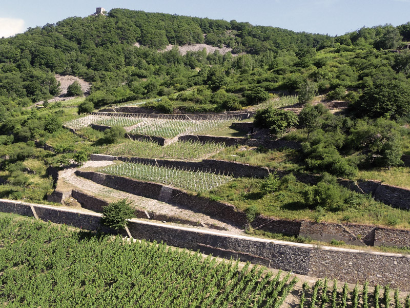 Rheingau: Lehrgang Kultur- und Weinbotschafter