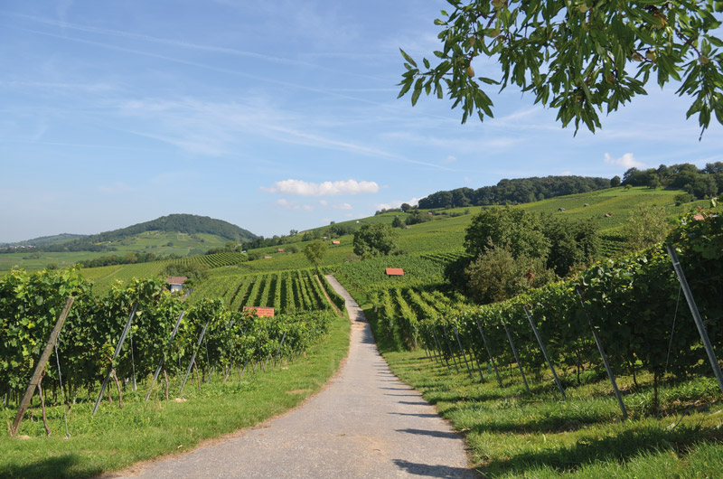 Weinjahr 2014: Blick auf den Herbst