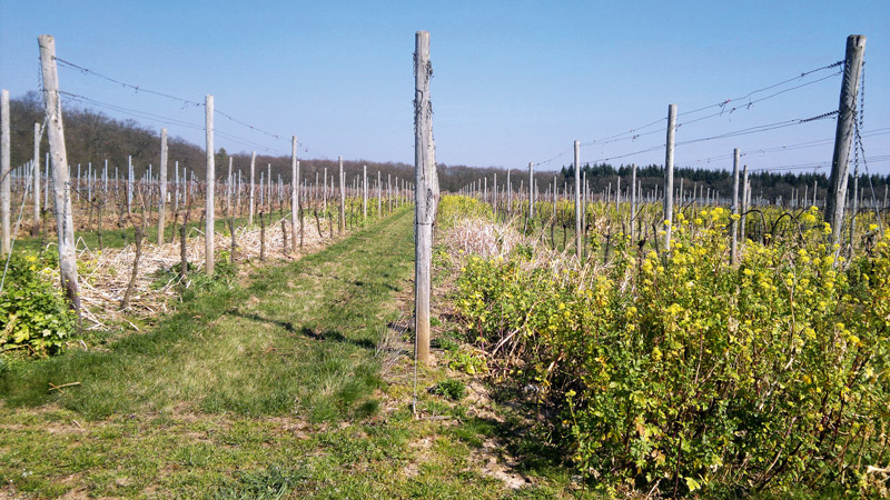 Herbst-/Winterbegrünung: Spagat zwischen weinbaulichen Erfordernissen und Nachhaltigkeit