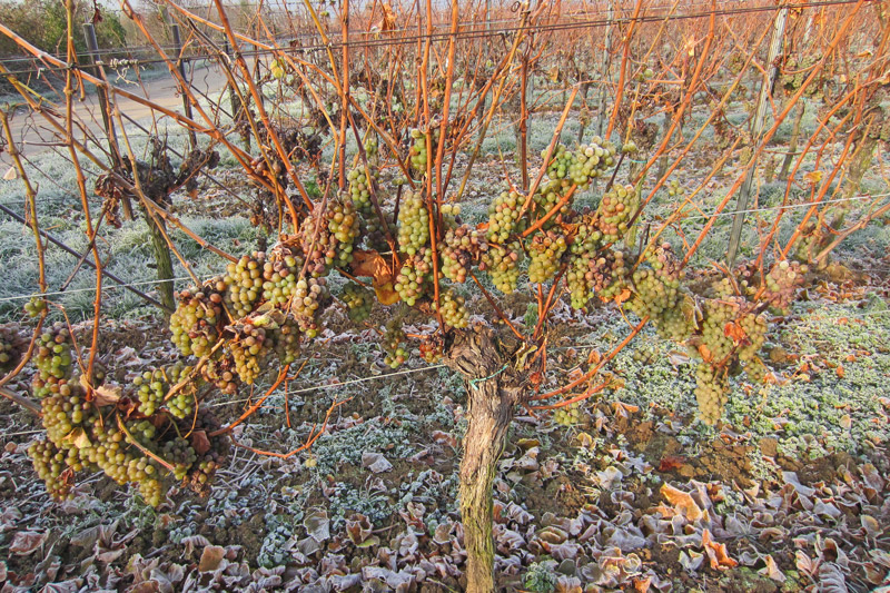 Keine Zuerkennung: Welche Konsequenzen hat das Eiswein-Urteil?