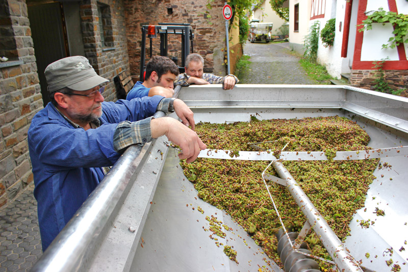 Ausbau von Weinen aus rohfaulem Lesegut