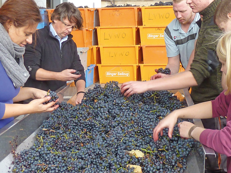 Weinjahr 2014: Wieder ein Blitzherbst