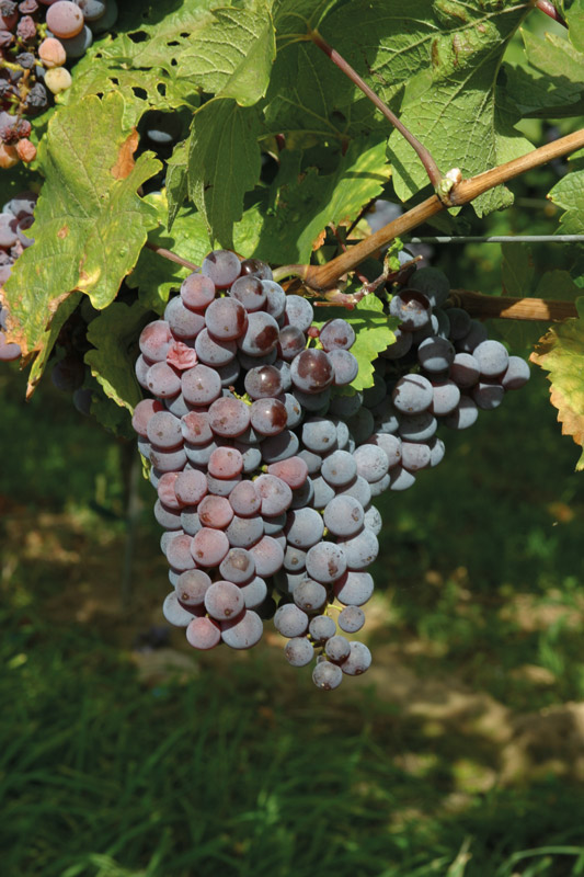 Rheingau: Symposium Roter Riesling