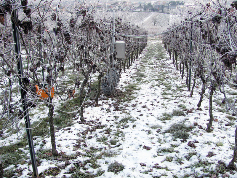 Eiswein bei Grenzbedingungen