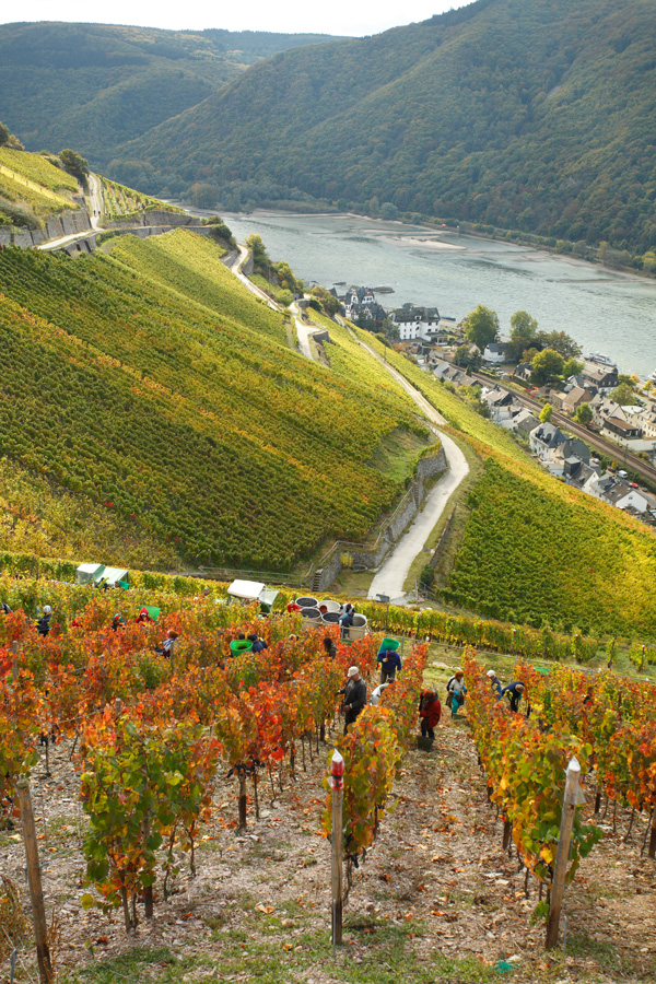 Rheingau: Winzer weiter unterstützen