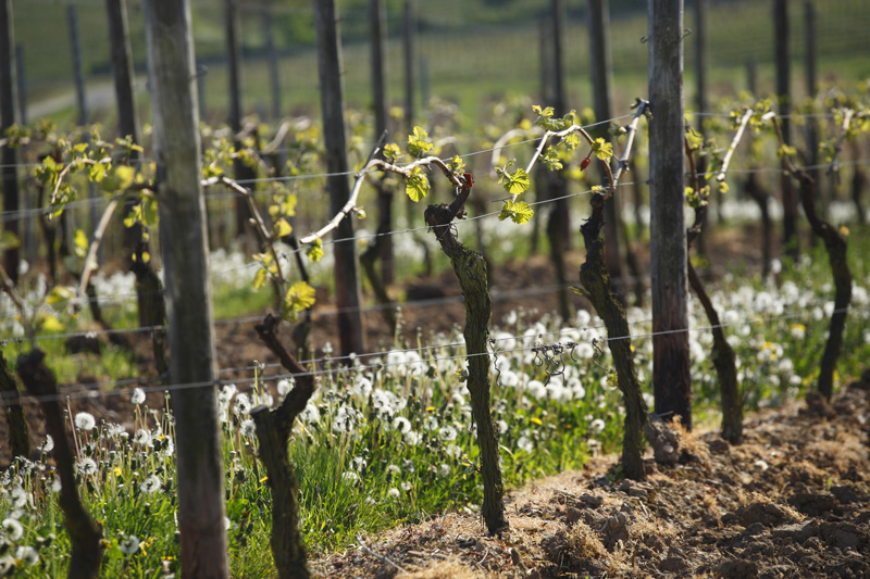 Rheinhessen: Rheinhessen Silvaner startet