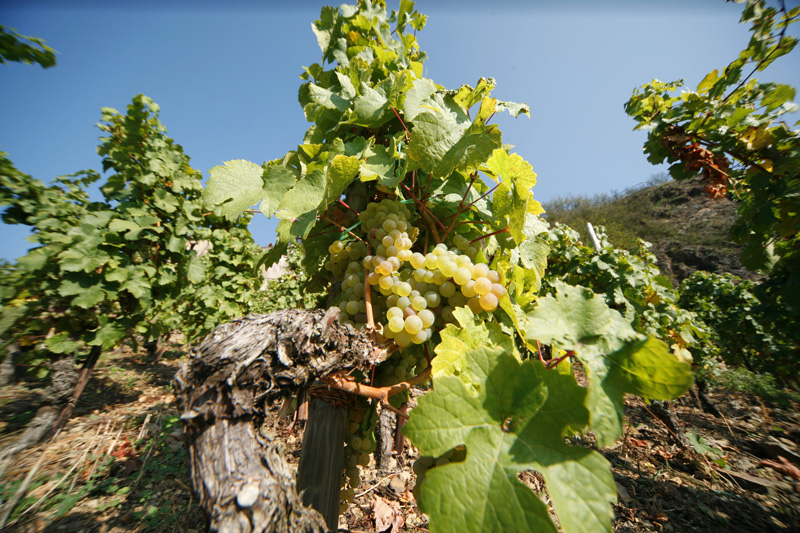 Mosel: Naturerlebnis begleiten