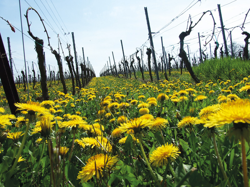 Problemkräuter im Weinbau