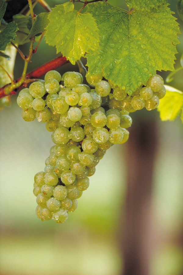 Chardonnay wird immer beliebter: Die Anbaufläche steigt