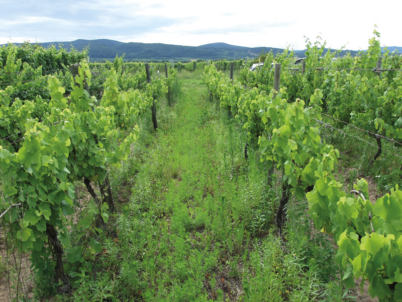 An der Stellschraube Wuchskraft drehen