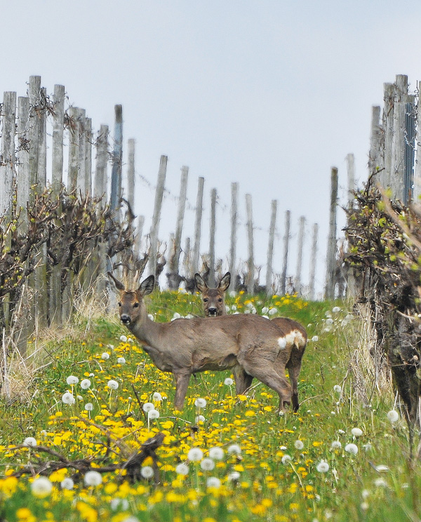 Vorsicht Wild: Wildverbiss vorbeugen