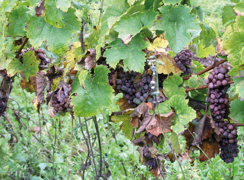 Klares Ziel – vollreif und gesund