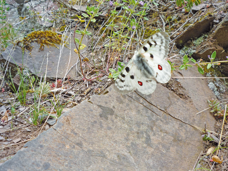 Biodiversität im Weinbau: Ein vielfältiger Lebensraum