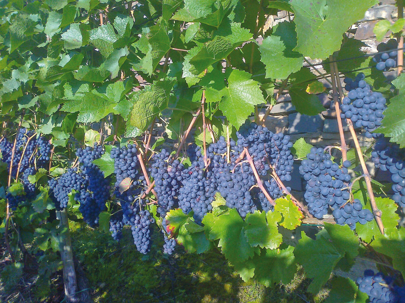 Ein schneller Herbst: Weinjahr 2015
