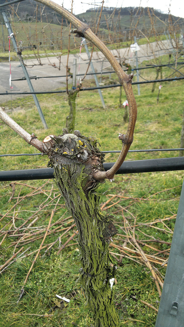 Wildes Holz versus zahmes Holz