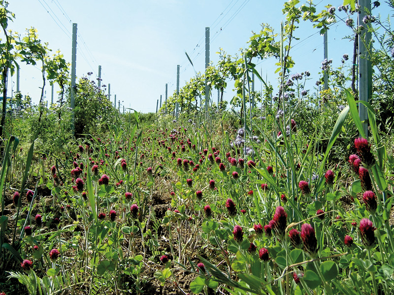 Öko-Weinbau rechtlich ausgebremst?