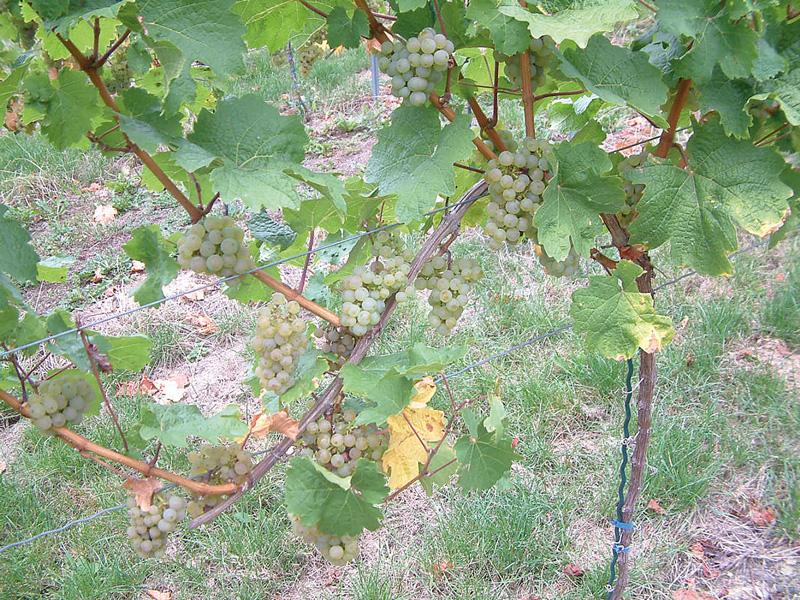 Rieslingklone im Vergleich – Teil I