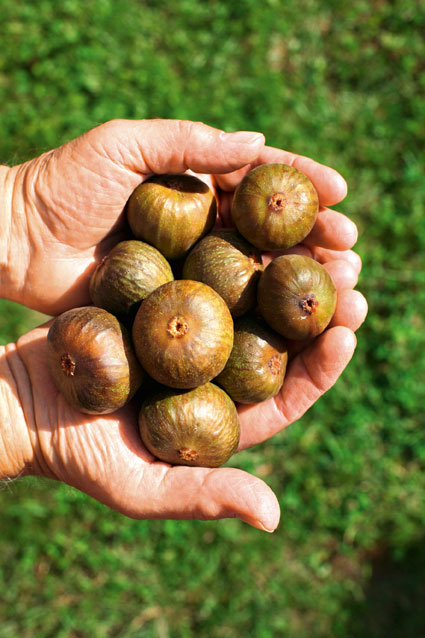 Pfalz: “Pfälzer Feigenwochen