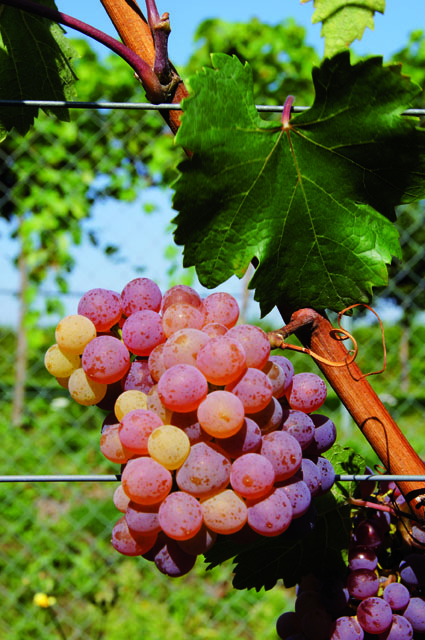 Roter Veltliner in Rheinhessen