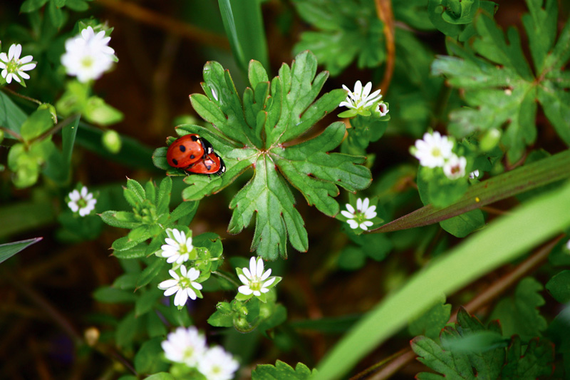 Flora- und Fauna-Kennarten