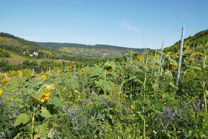 Der Ecovin-Biodiversitätscheck Ecovin