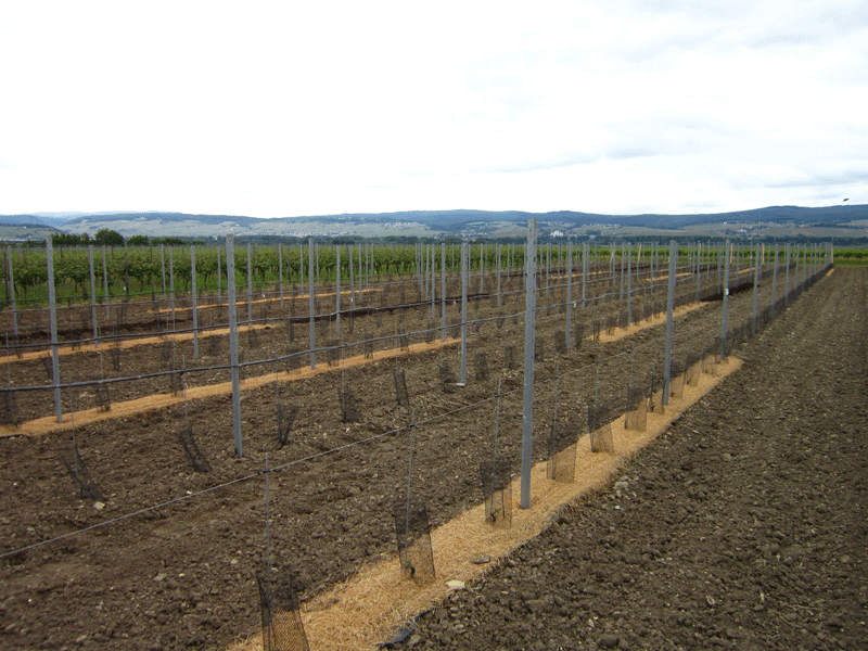 Abdeckung im Weinbau mit Holzwolle-Vlies
