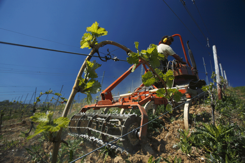 Bodenbearbeitung im Weinbau – von Grund auf gut