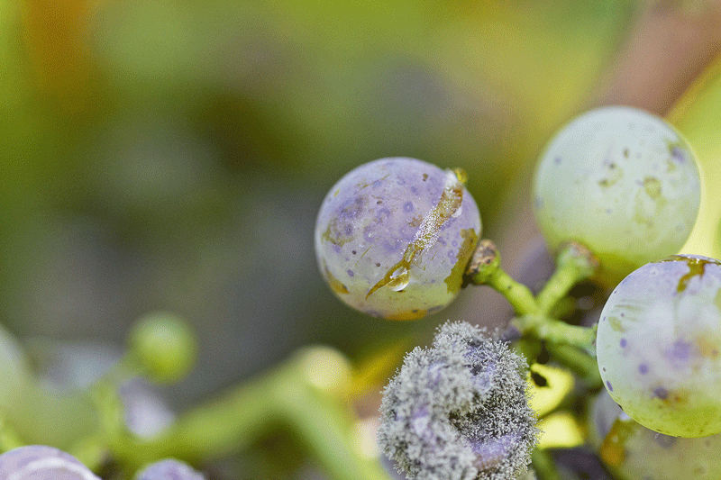 Traubenbotrytis 2017 frühzeitig vorbeugen