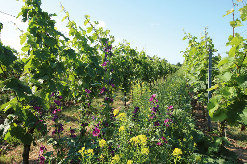 Frühling, Sommer, Herbst und Winter