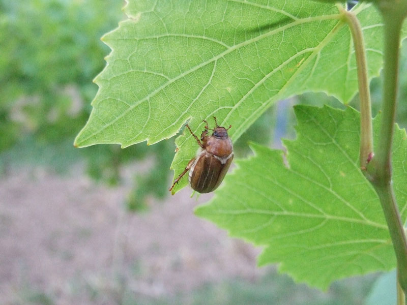 Junikäfer auf Hochzeitsflug