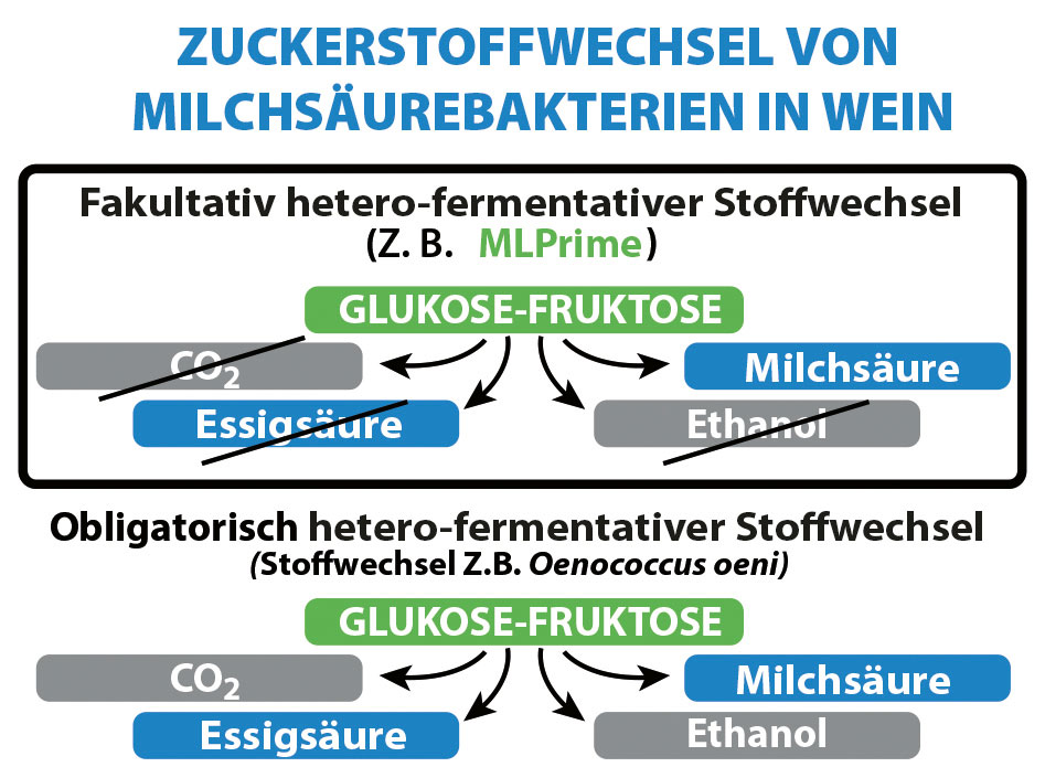 Neues Konzept für die Mikroflora