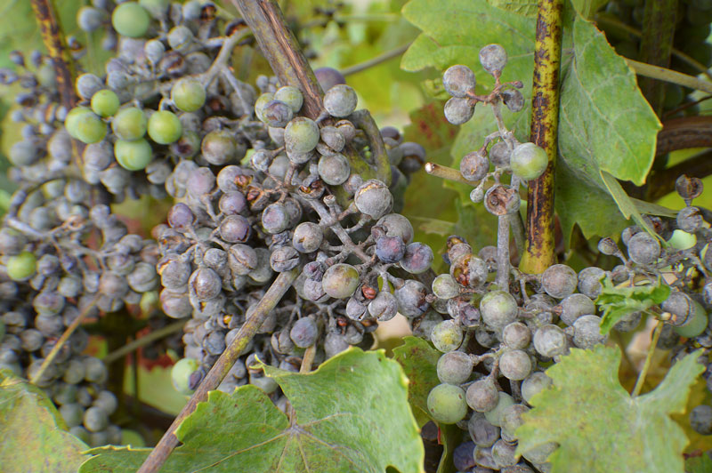 Sercadis im Weinbau zugelassen