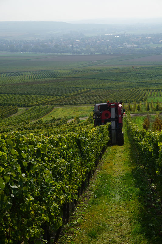 Weinmosternte 2017 unter langjährigem Mittel