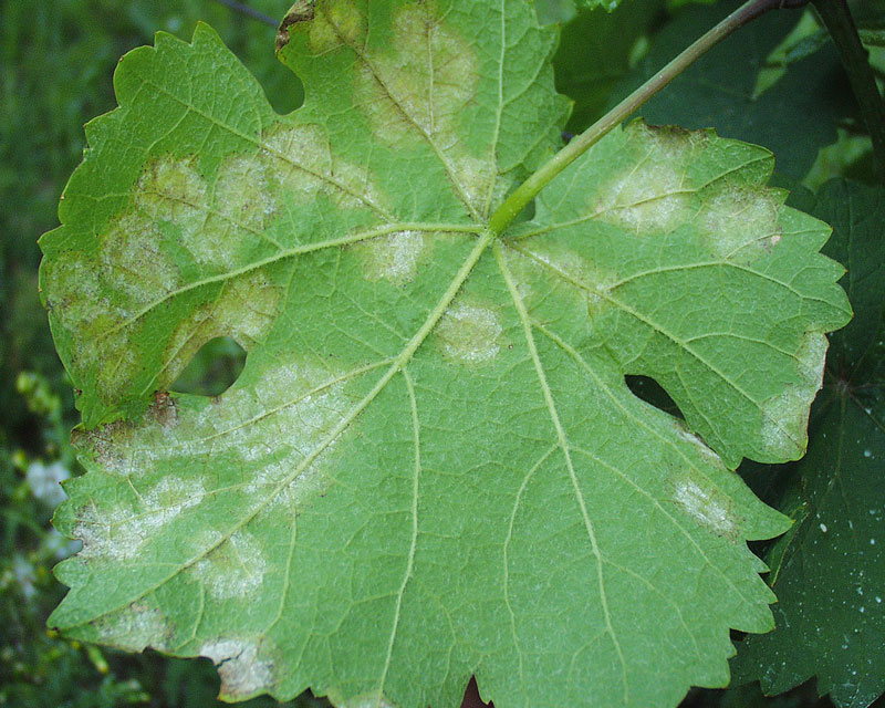 Belchim-Weinbaufachtagung in Deidesheim