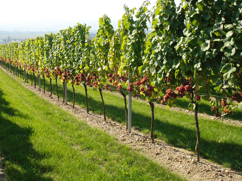 Erhaltungszüchtung in Oppenheim