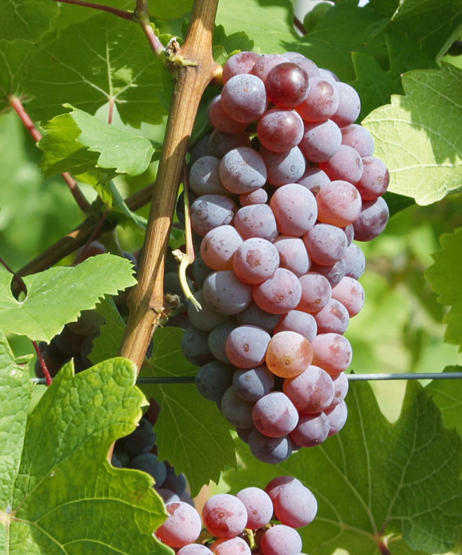 Roter Riesling